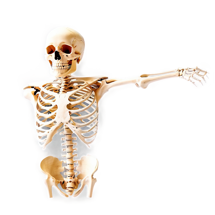 Skeleton Anatomy Png 05032024 PNG