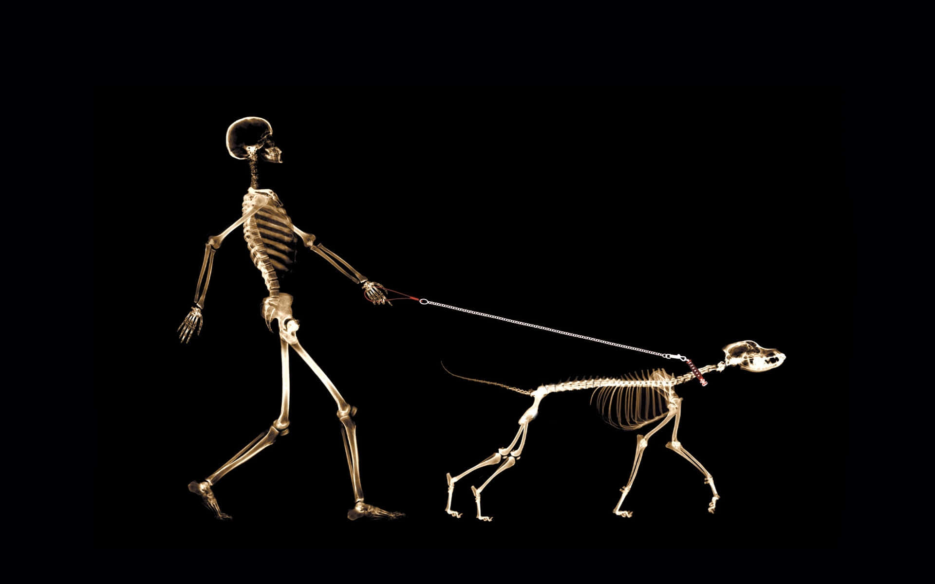 Einmysteriöses Skelett, Illustriert In Schwarz Und Weiß.