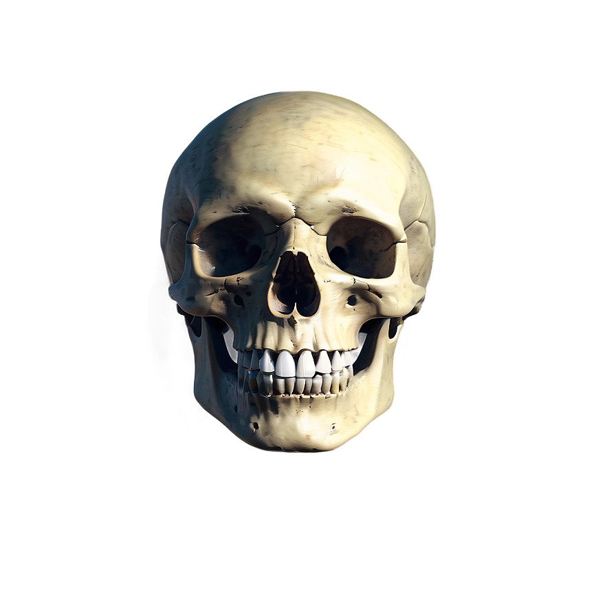 Skeleton Head Png 05032024 PNG
