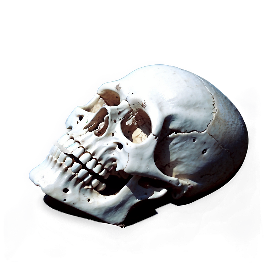 Skeleton Head Png Dmq PNG