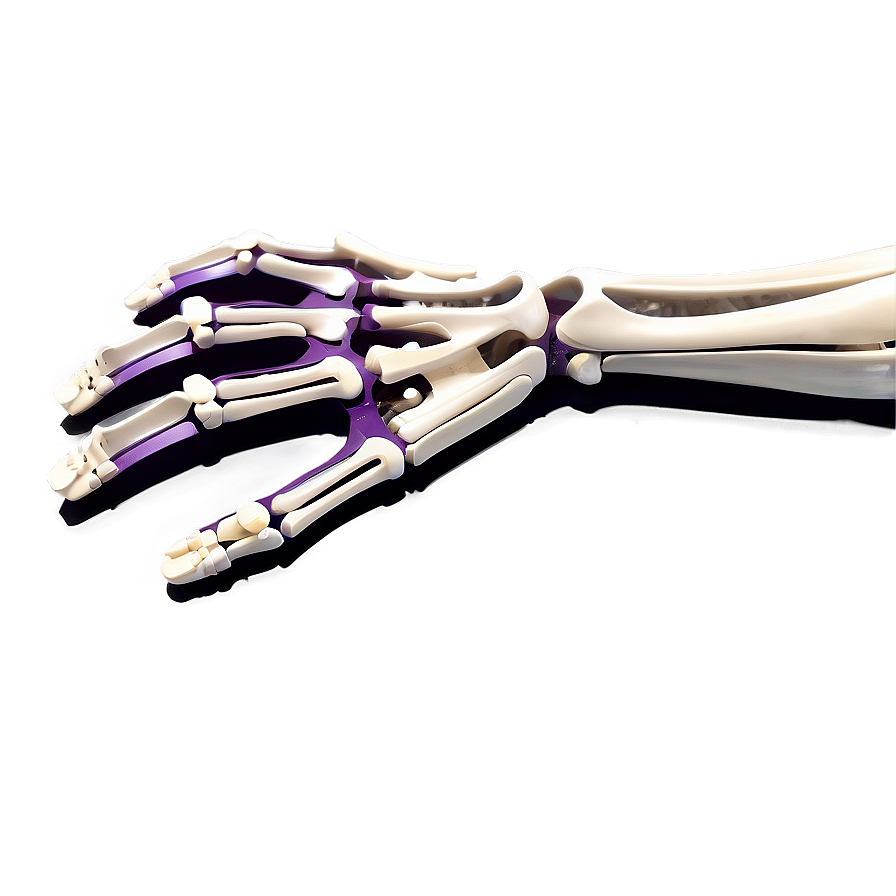 Skeleton Of Upper Limbs Png 79 PNG