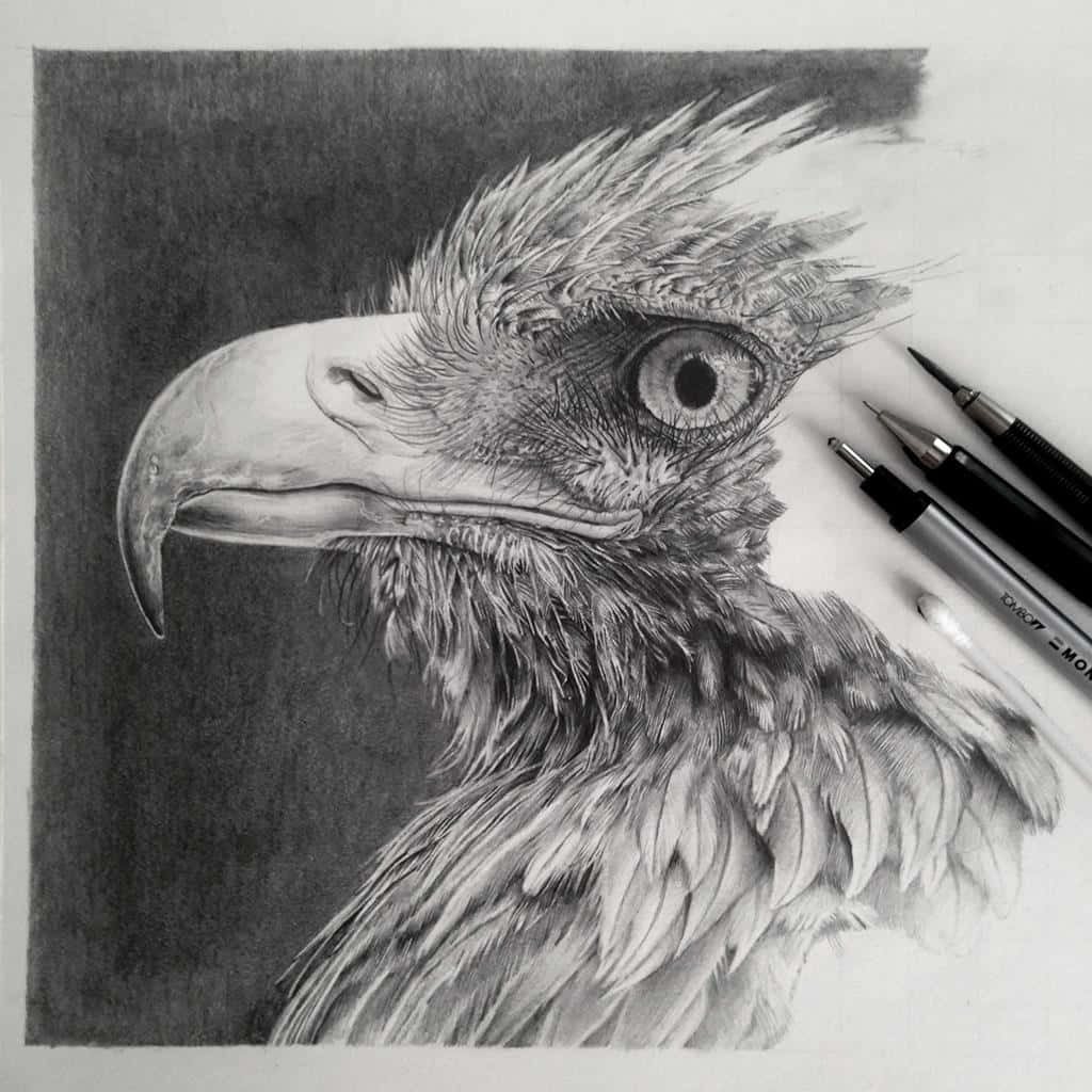 Eagle Sketch Art Picture