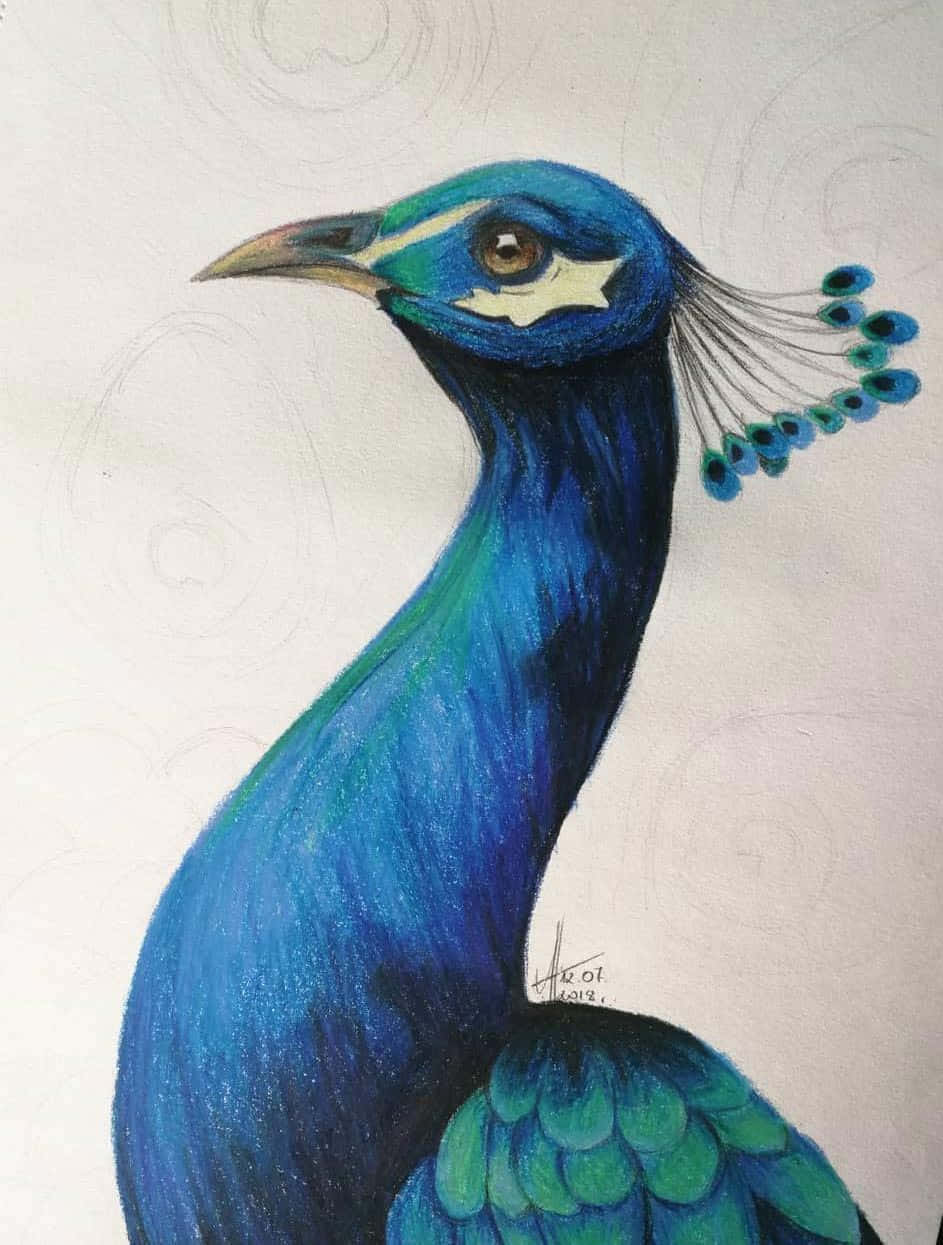 Peacock Sketch Art Picture