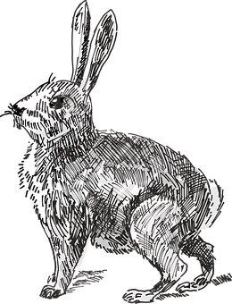 Sketch_ Art_ Rabbit PNG