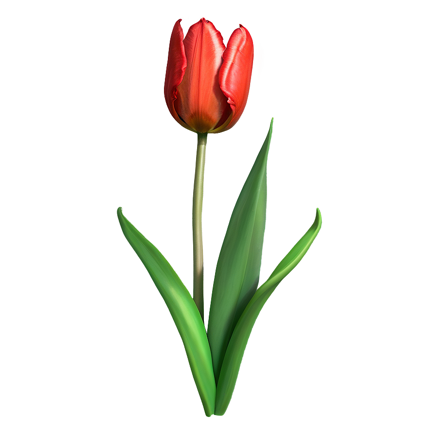 Sketch Of Tulips Png Pwr12 PNG