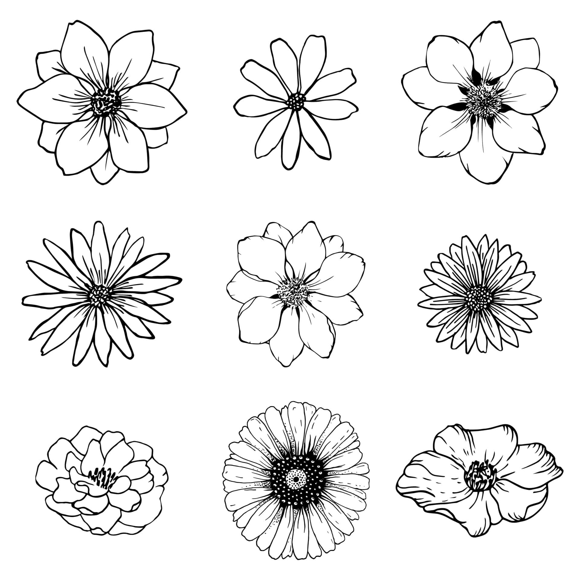 Sketch Of Different Flowers Pictures