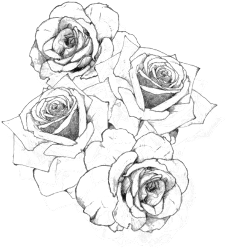 Sketch Style Rose Cluster Drawing PNG