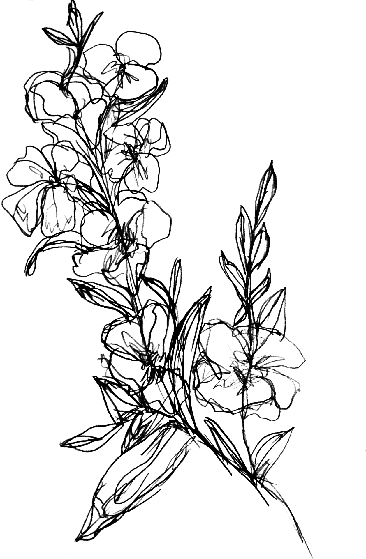 Sketch_of_ Flowers_in_ Ink PNG