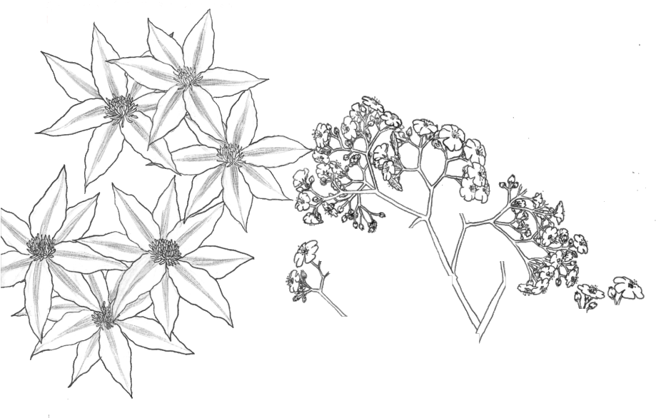 Sketch_of_ Starshaped_ Flowers_and_ Branches PNG