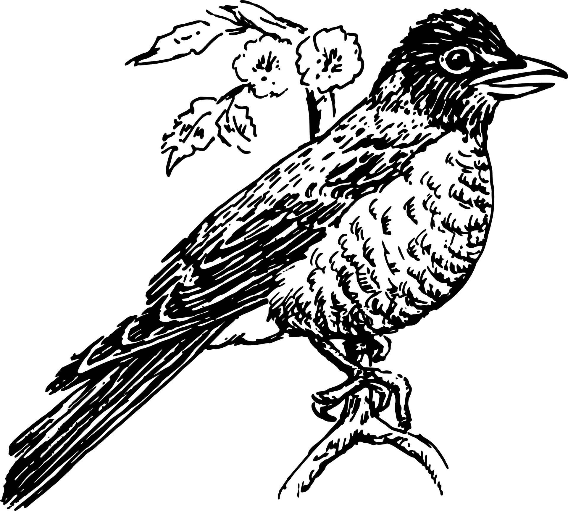 Sketchof Perched Robin PNG
