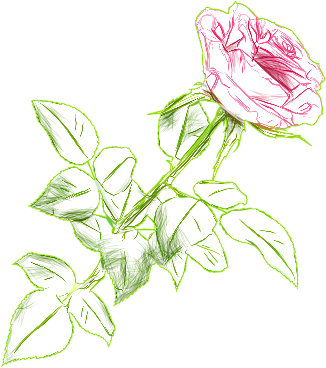 Sketchof Pink Roseon Blue Background.png PNG