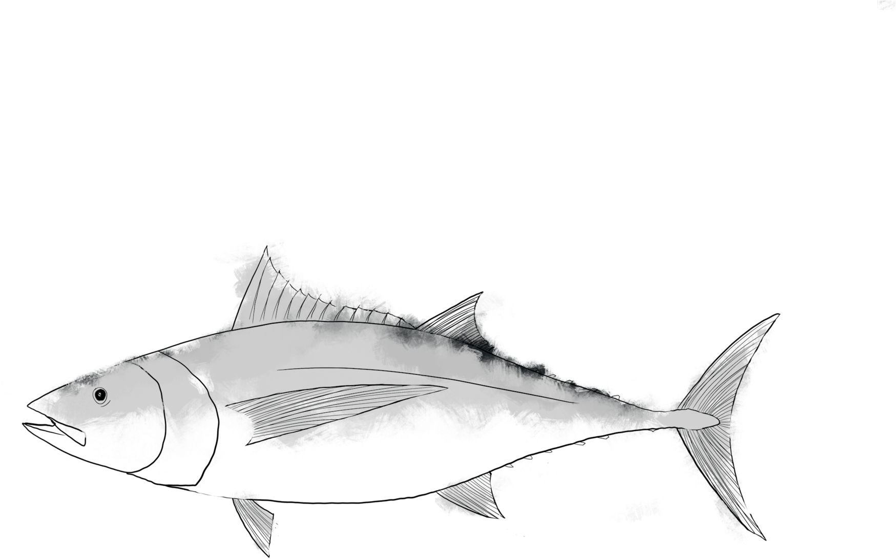 Sketchof Tuna Fish PNG