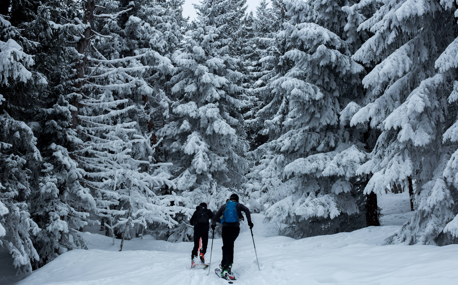 Esquiandona Floresta De Neve. Papel de Parede