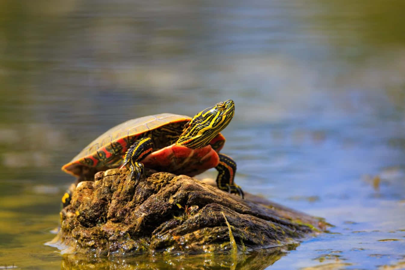 Skildpadde Billeder