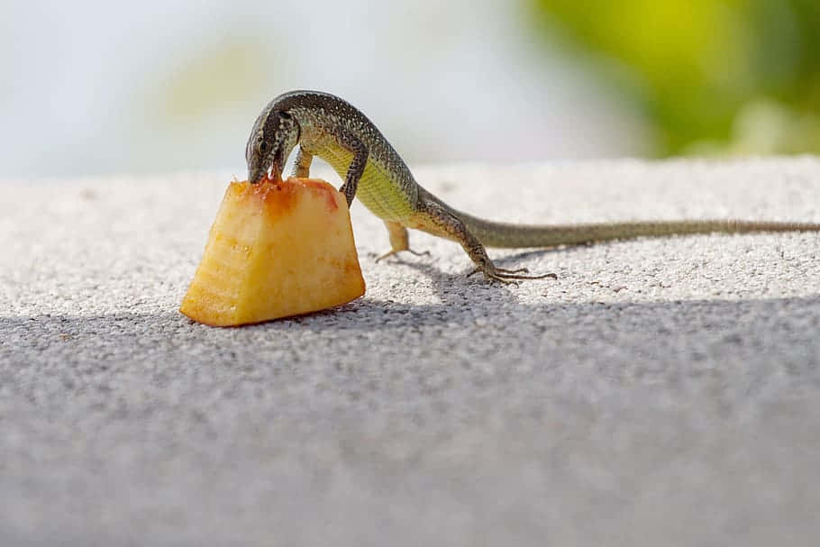 Skink Eating Fruit Piece.jpg Wallpaper