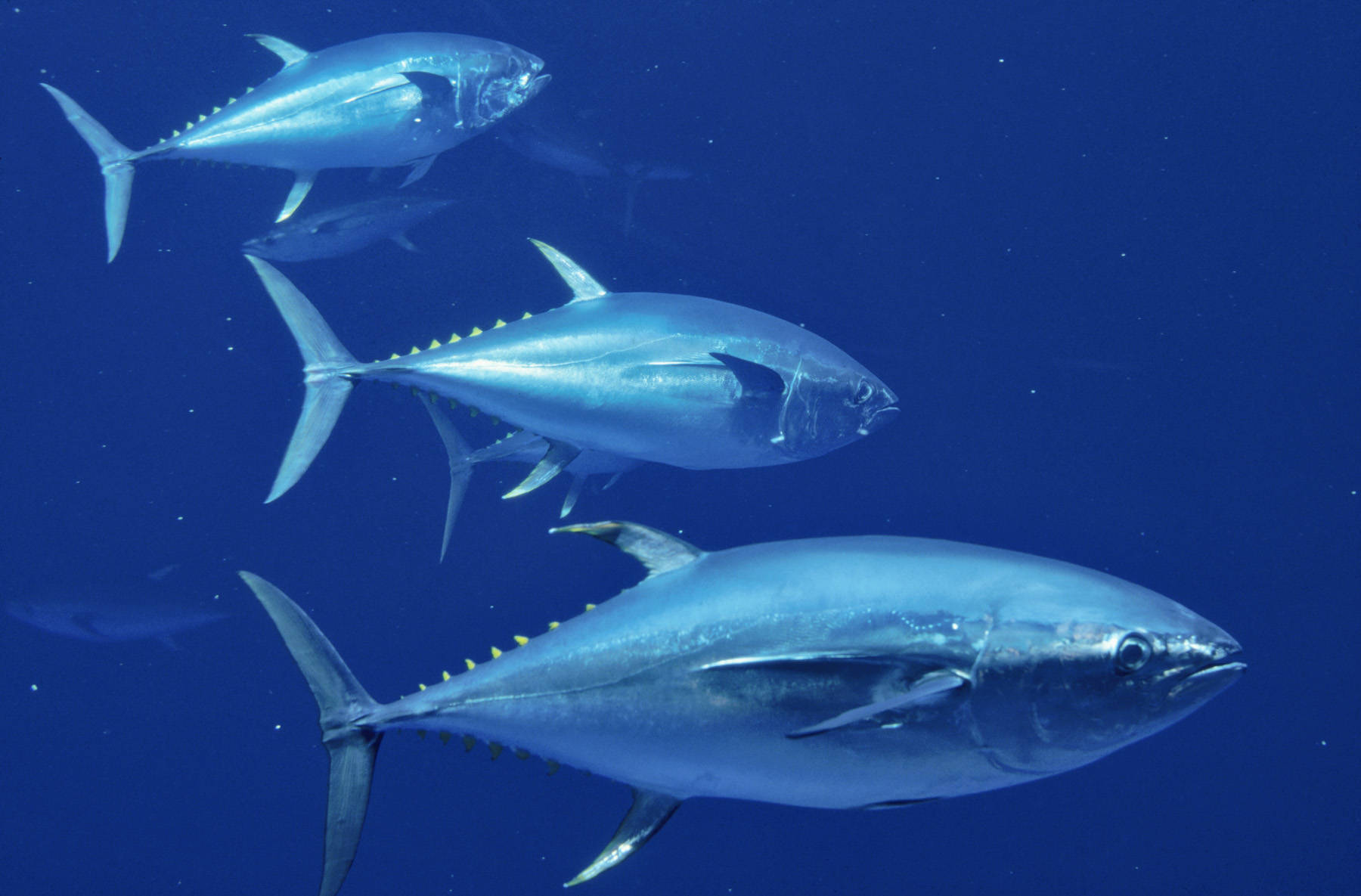 Skipjack Tuna Fishes Underwater Wallpaper