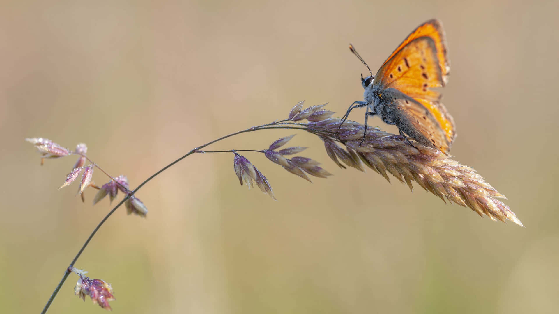 Skipper Butterfly Perchedon Grass Wallpaper