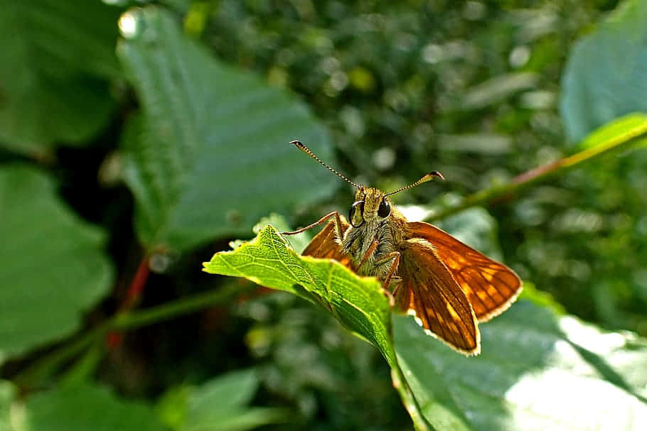 Skipper Butterflyon Green Leaf Wallpaper