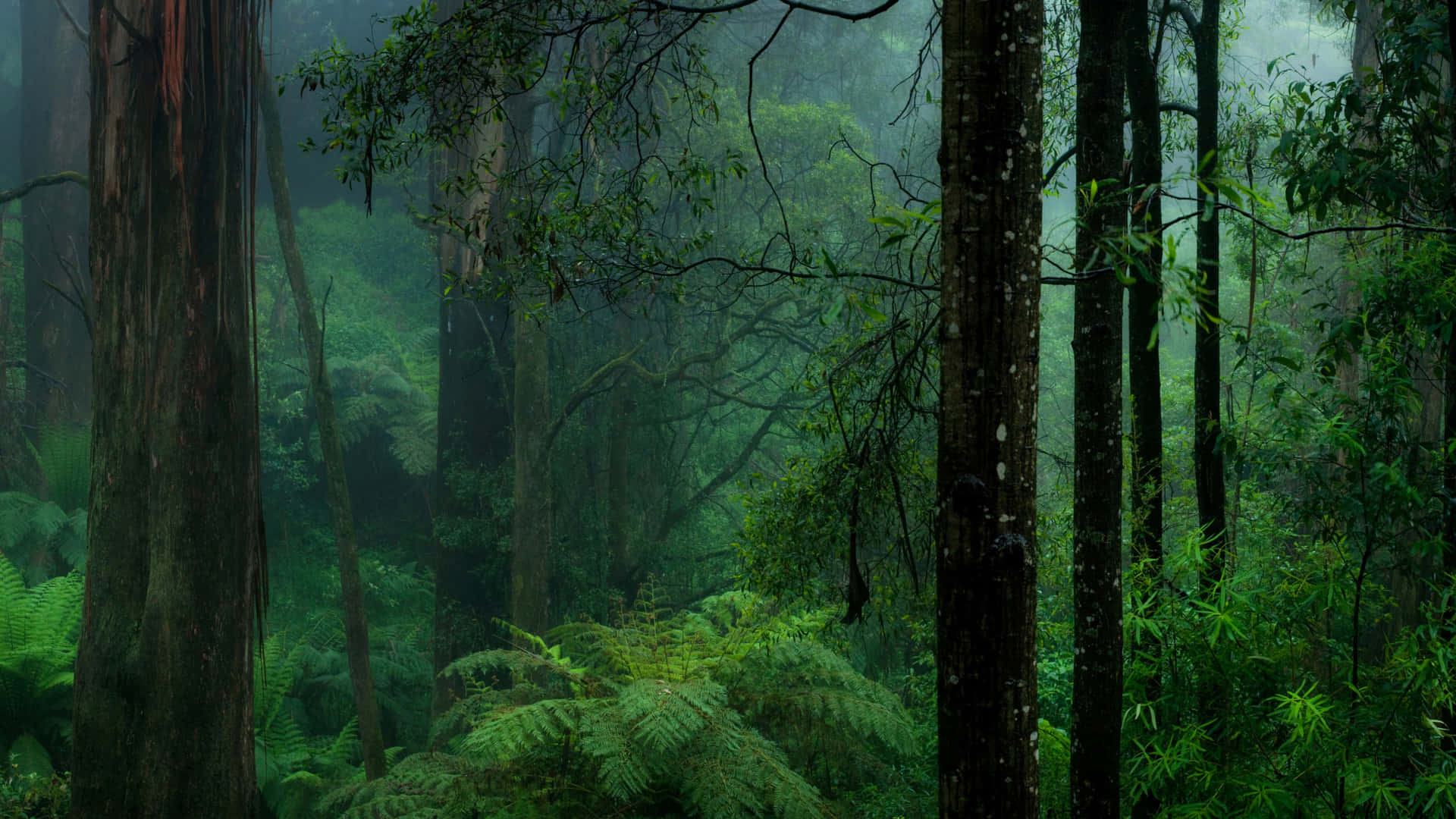 Skogsmönstradgrön Bakgrund