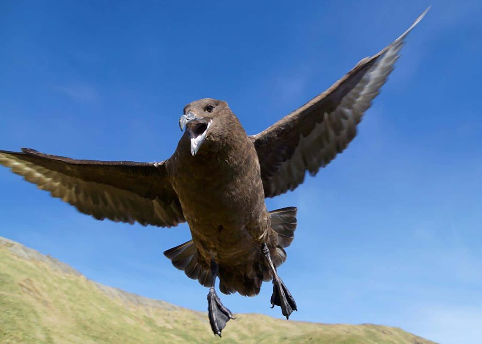 Skua En Vol Contre Le Ciel Bleu Fond d'écran