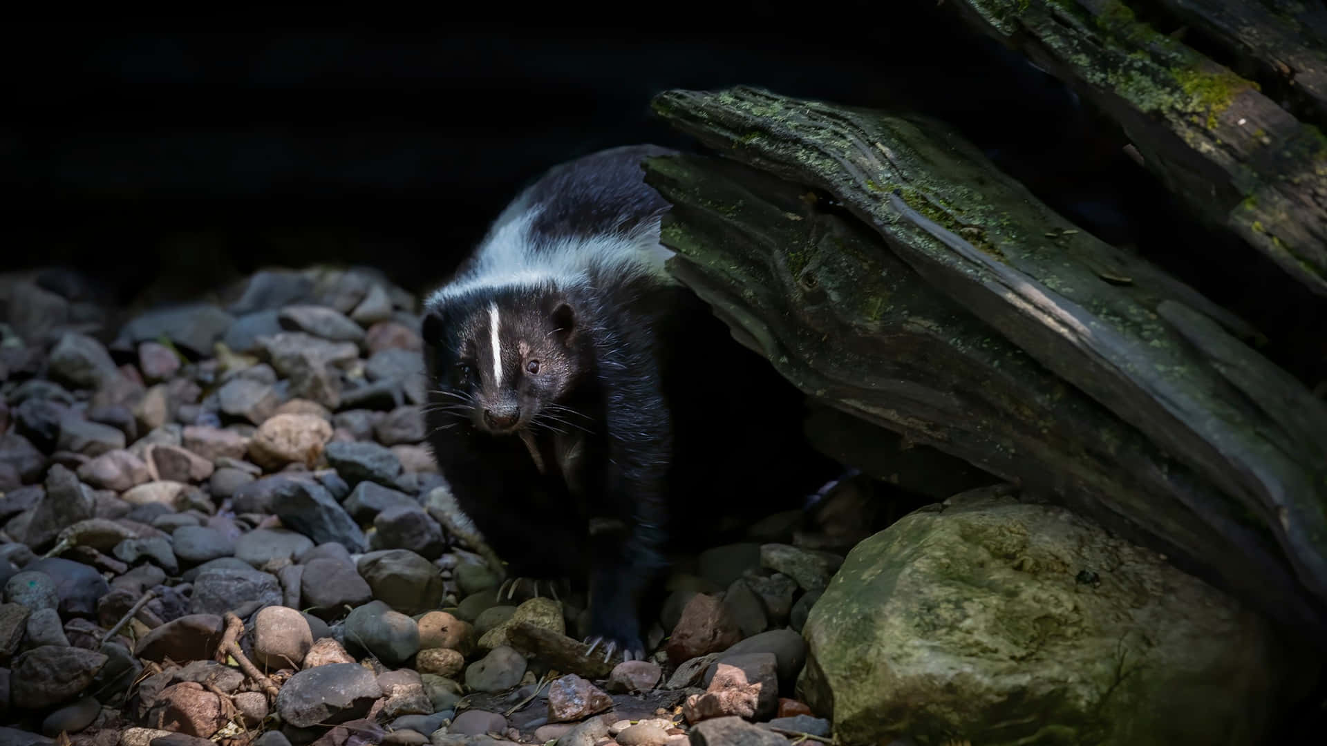 Skunk Die Tevoorschijn Komt Achtergrond