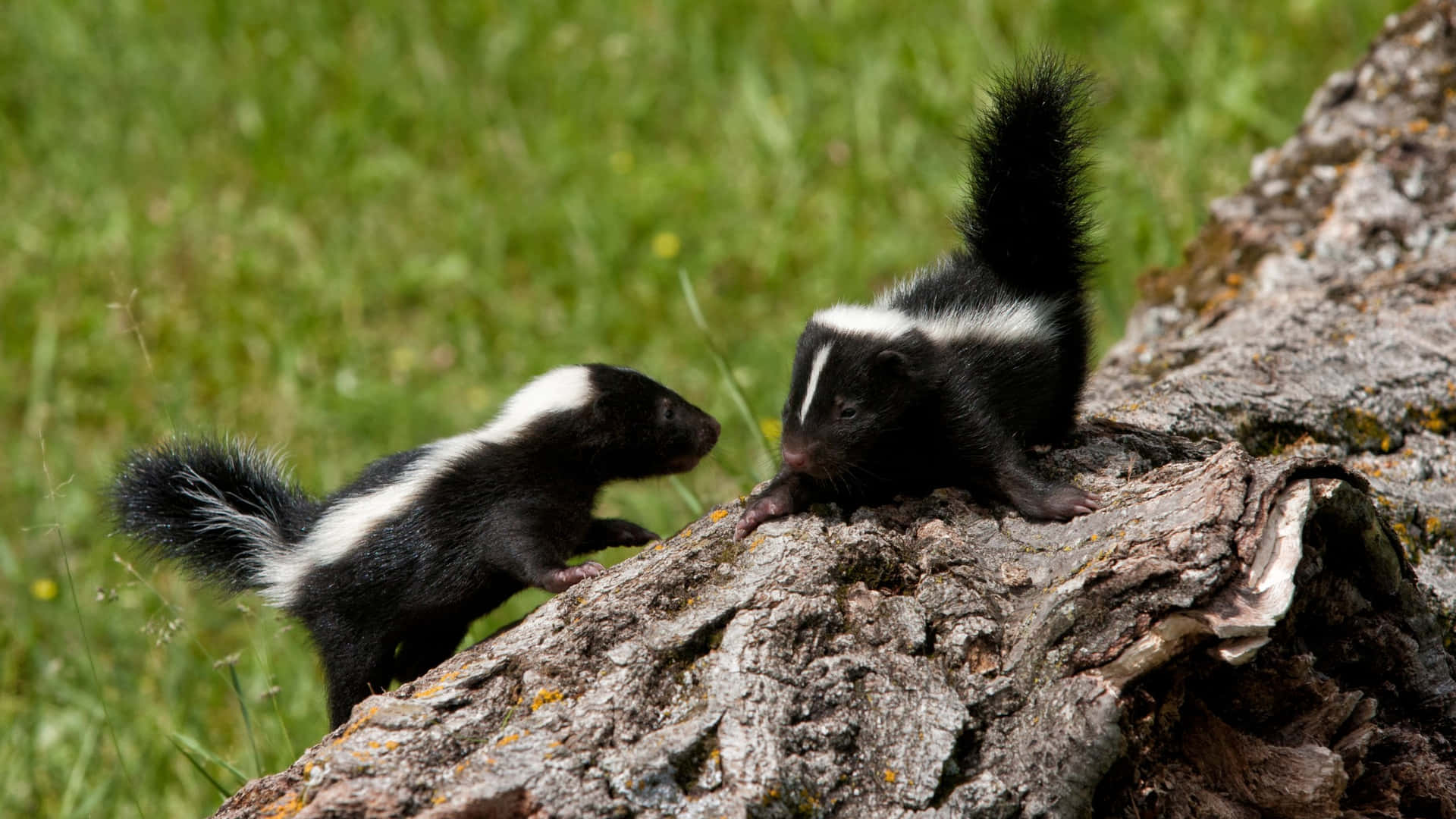 Skunk Kits Exploring Tree Bark Wallpaper