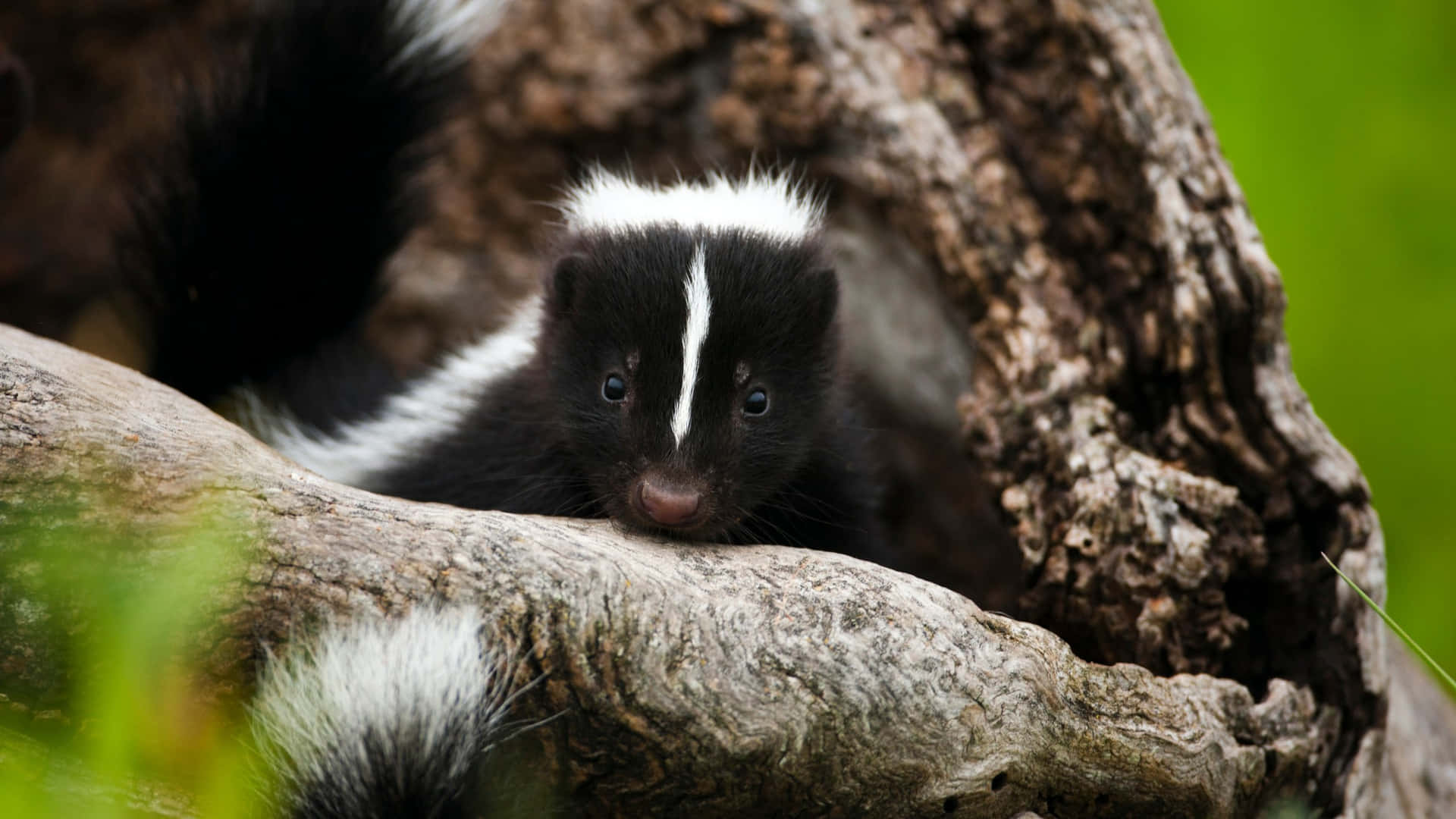 Skunk Peeking From Tree Hollow.jpg Wallpaper