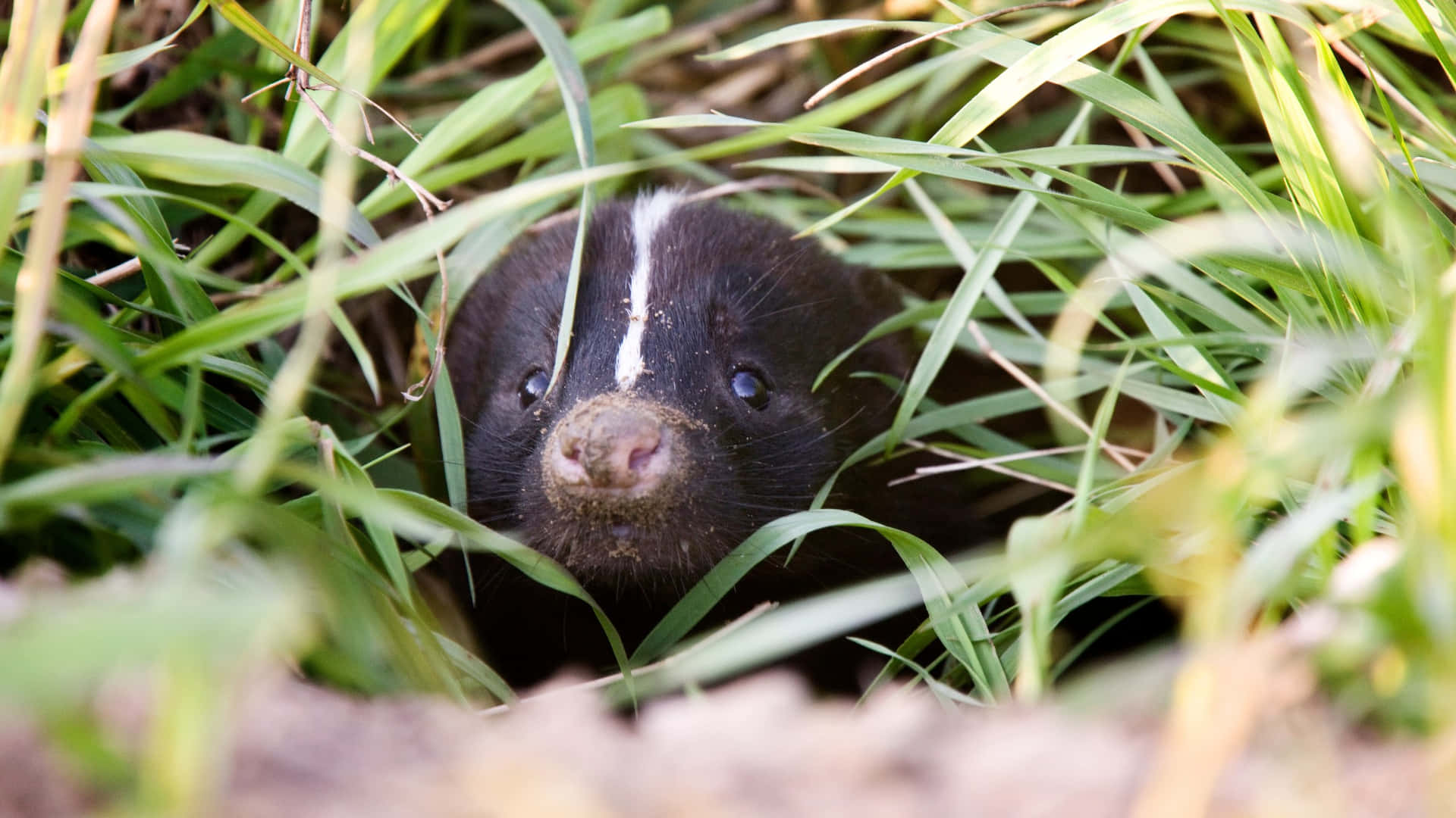 Skunk Peeking Through Grass.jpg Wallpaper