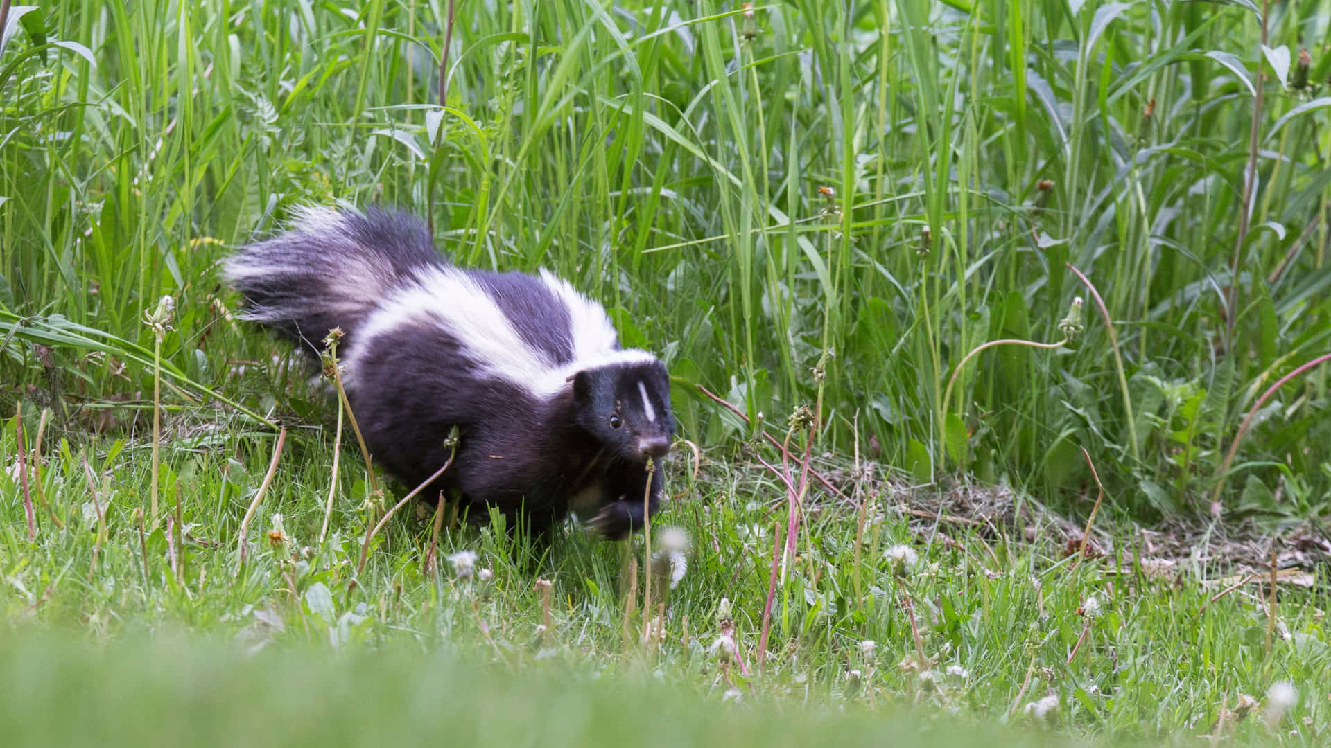 Skunkin Grass Wallpaper