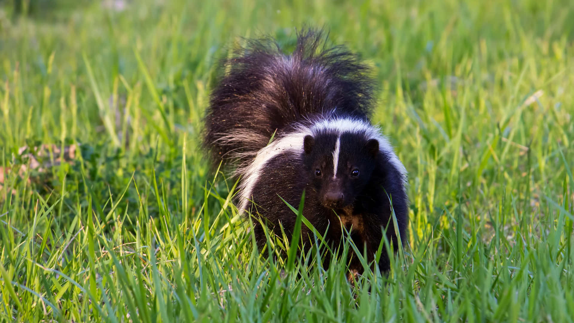 Stinkdier Op Gras Achtergrond