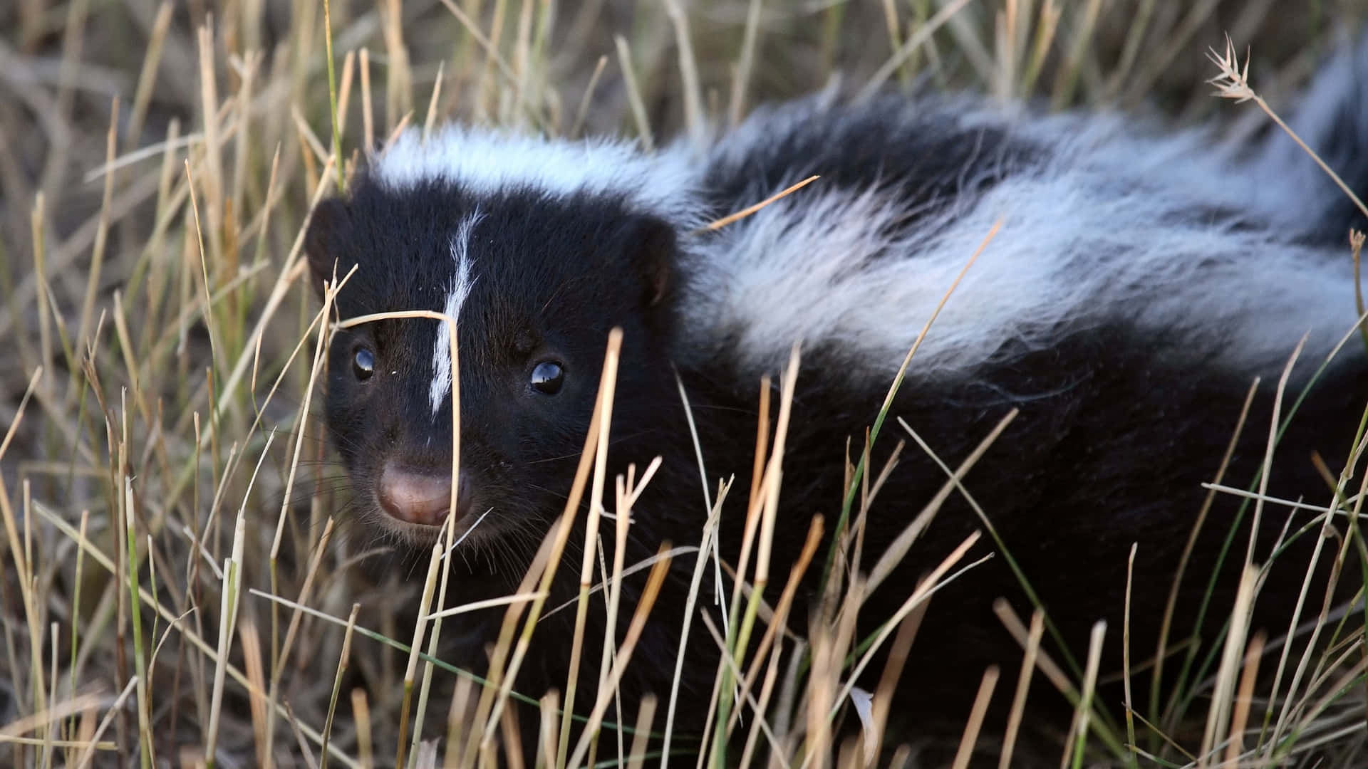 Skunkin Grass Wallpaper