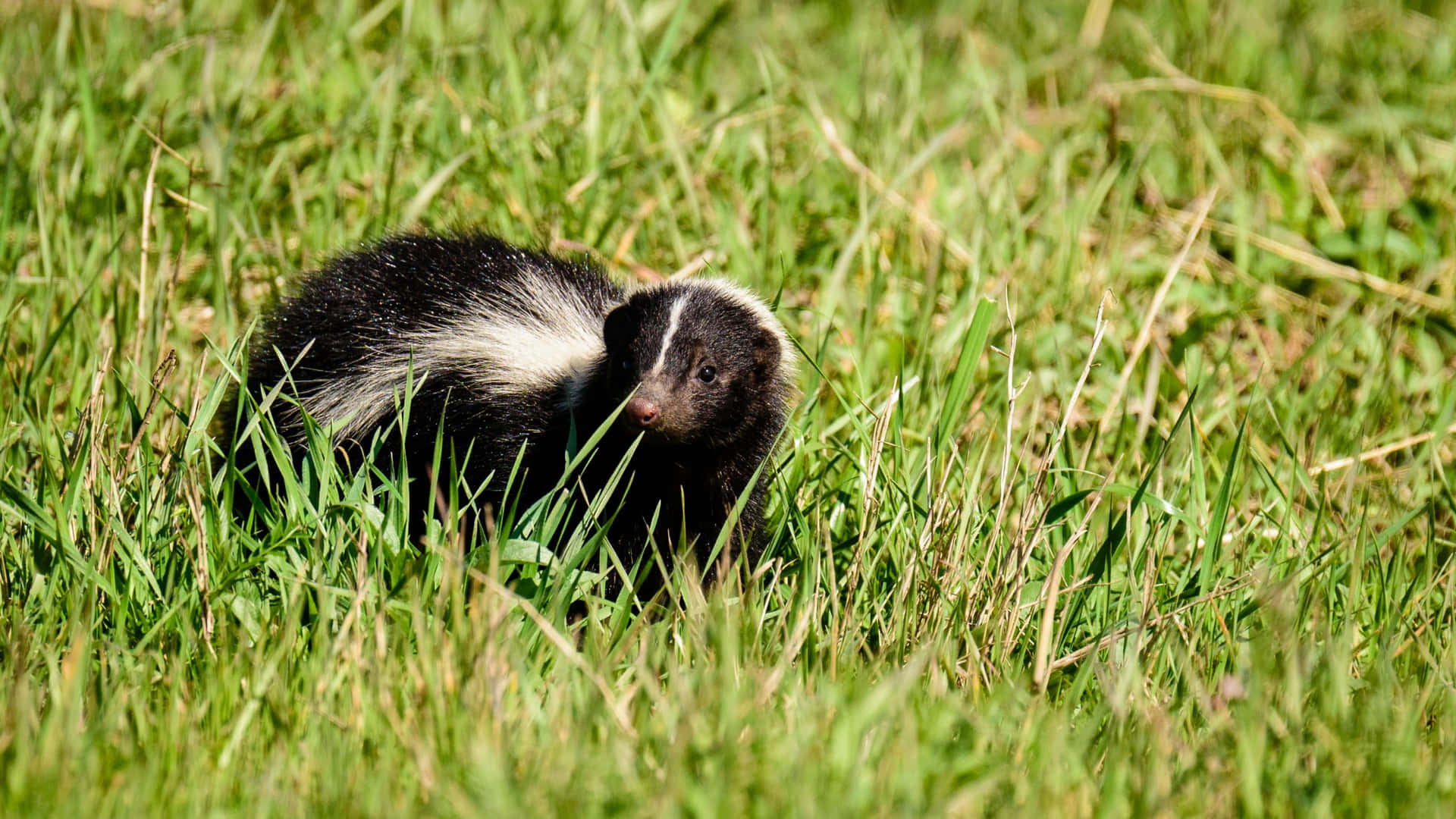 Skunkin Grass.jpg Wallpaper