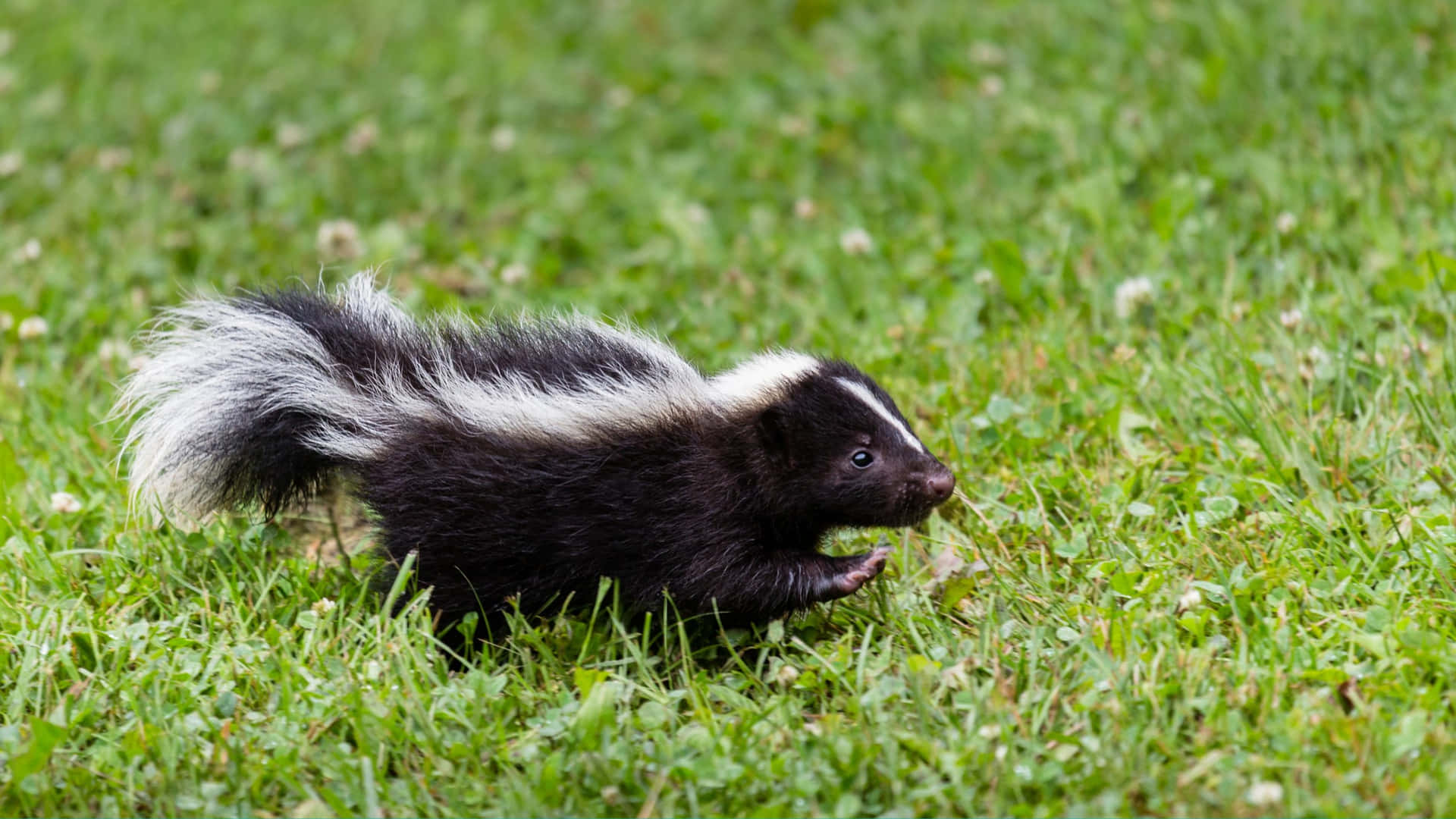 Skunkin Grass.jpg Wallpaper