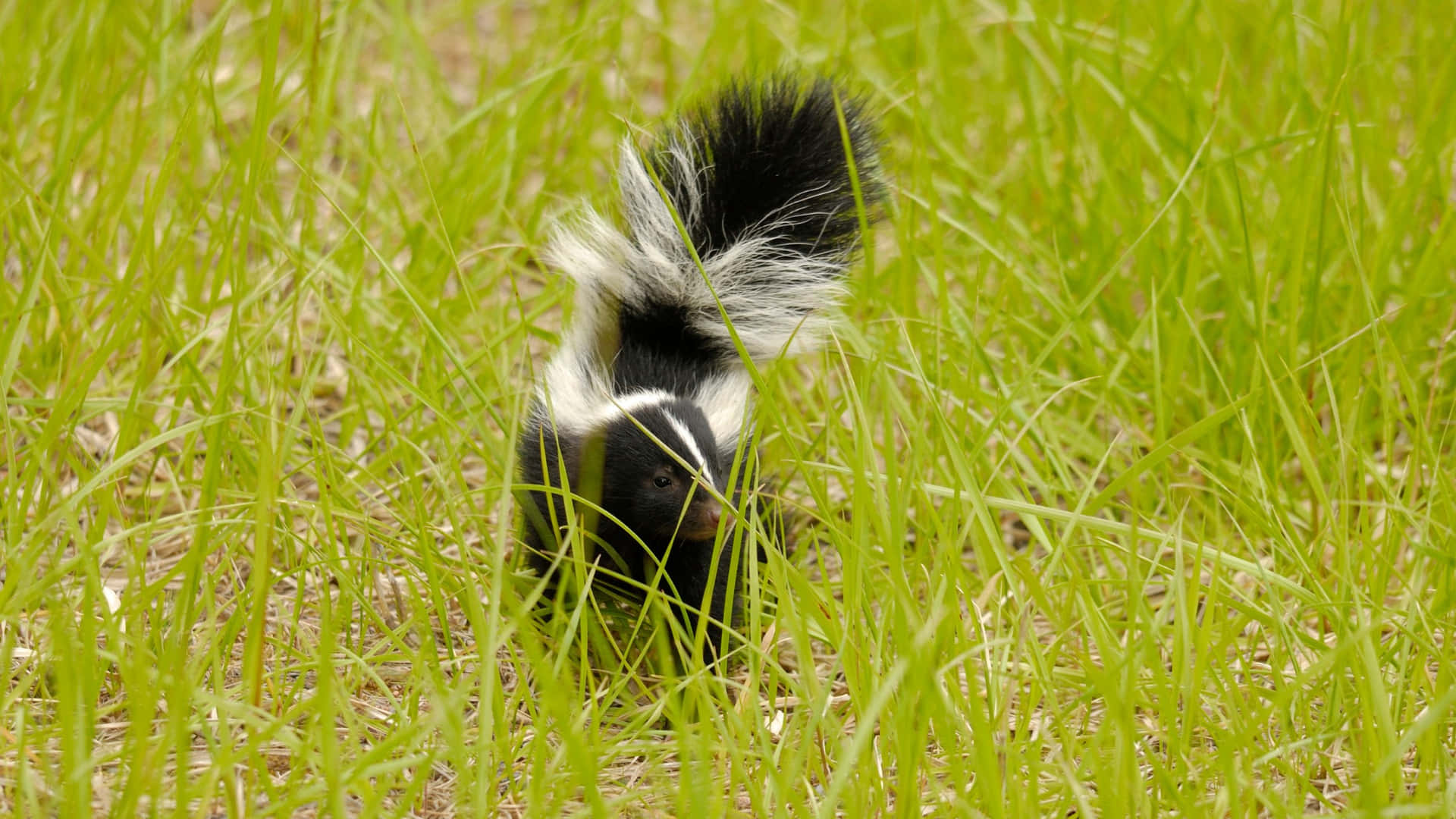 Skunkin Grass Wallpaper