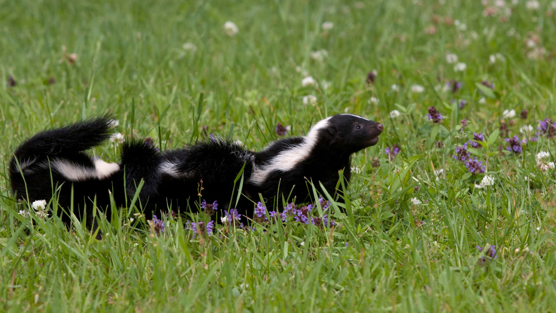 Skunkin Grasveld Achtergrond