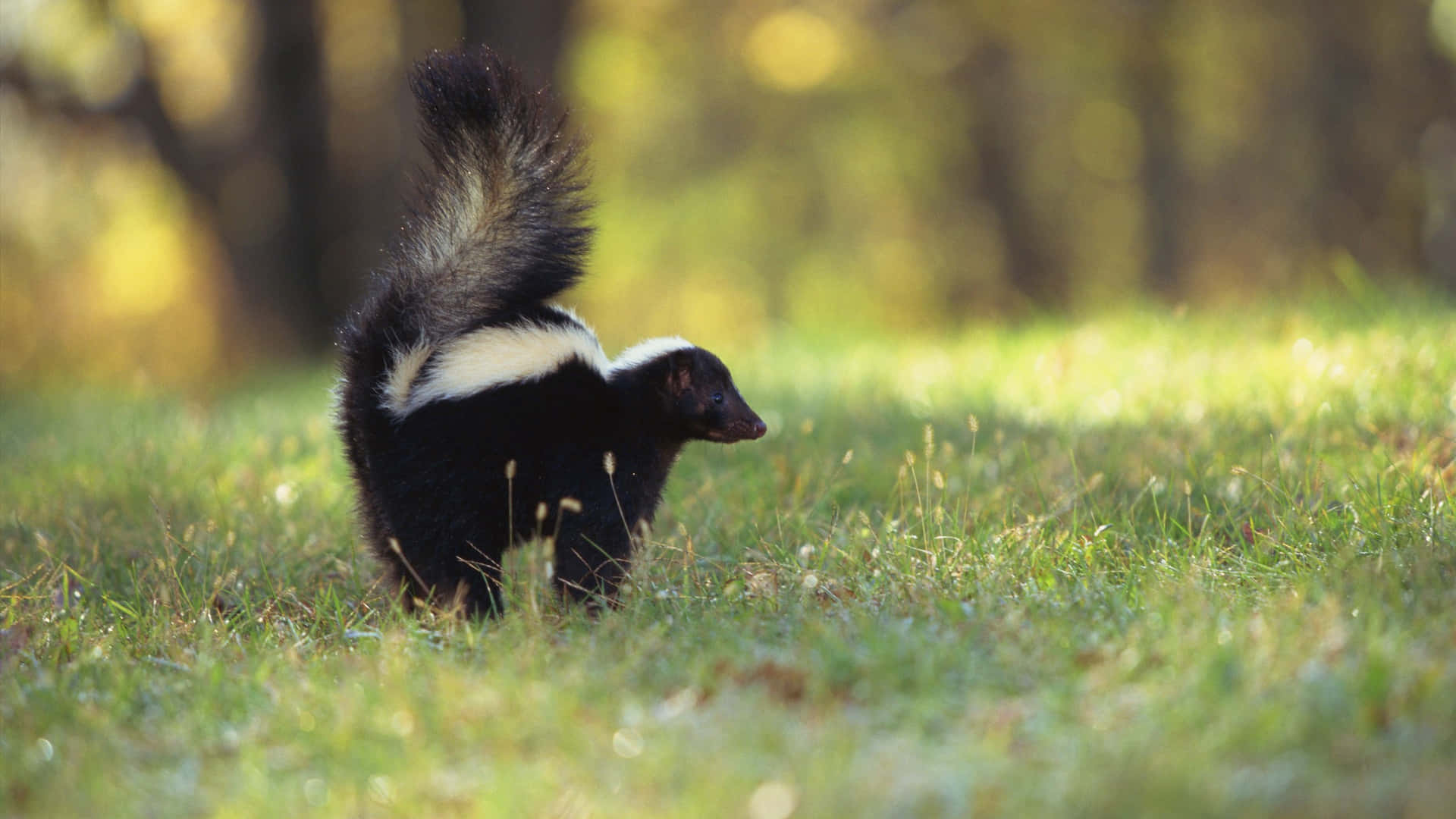 Skunkin Natural Habitat Wallpaper