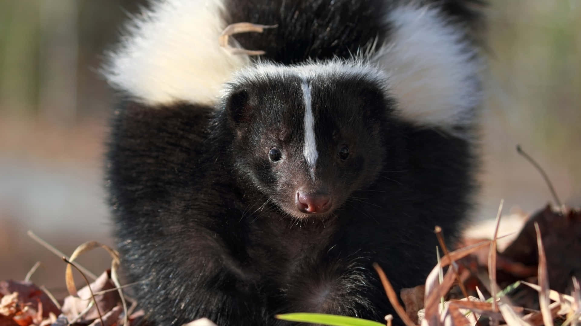 Stinkdier In Natuurlijke Habitat.jpg Achtergrond