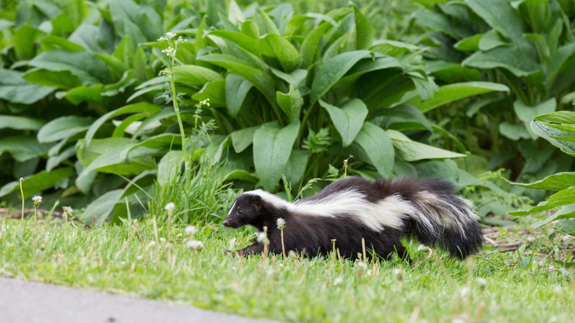 Stinkdier In Natuurlijke Habitat.jpg Achtergrond