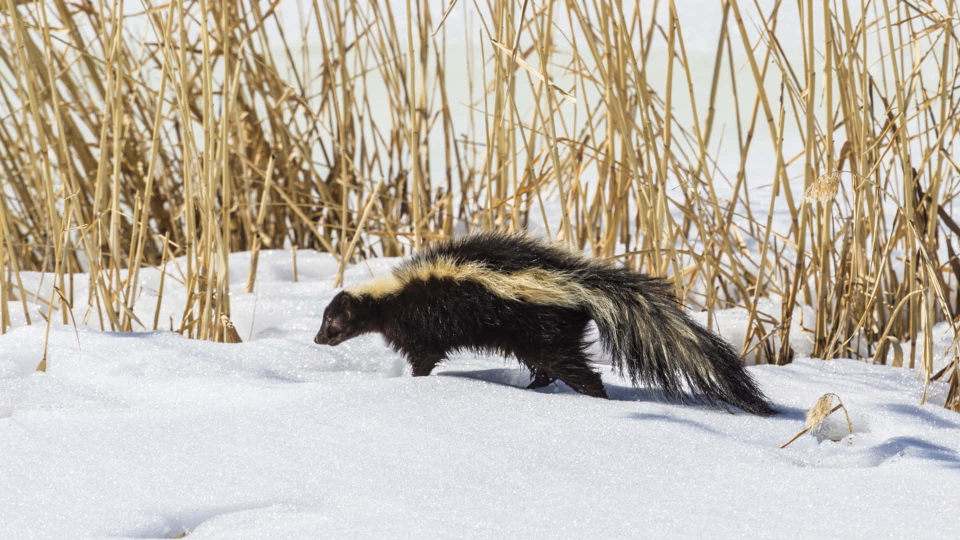 Skunkin Snow Near Reeds.jpg Wallpaper