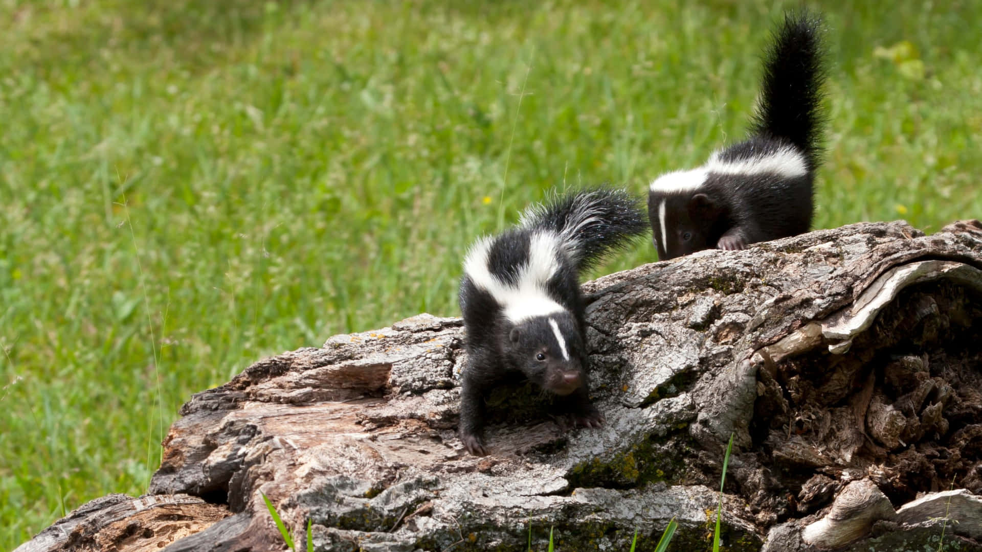 Skunks Exploring Log Wallpaper