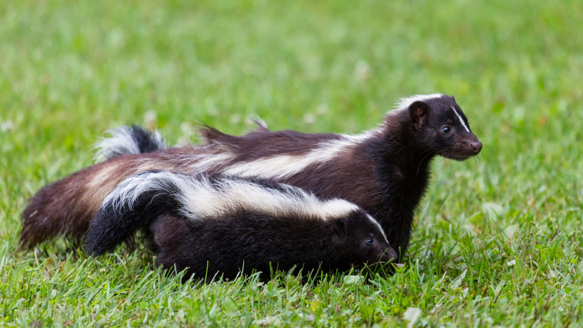 Skunker På Gress Bakgrunnsbildet