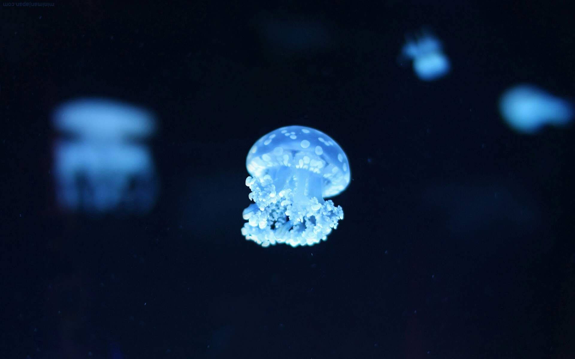 Sky Blue Animated Jellyfish Background