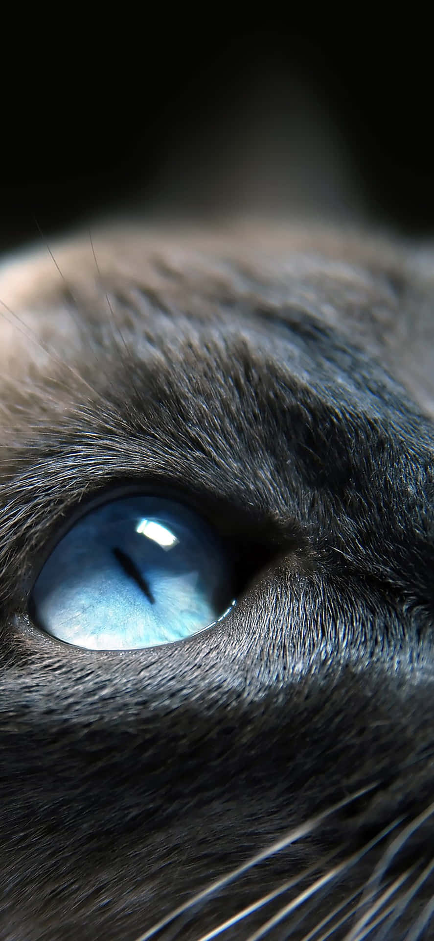 Sky Blue Cat Eyes Closed Up Background