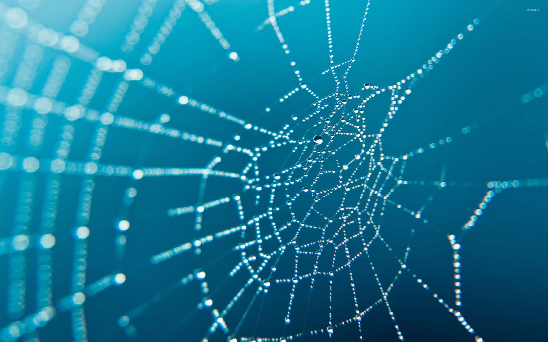 spiderman background web blue