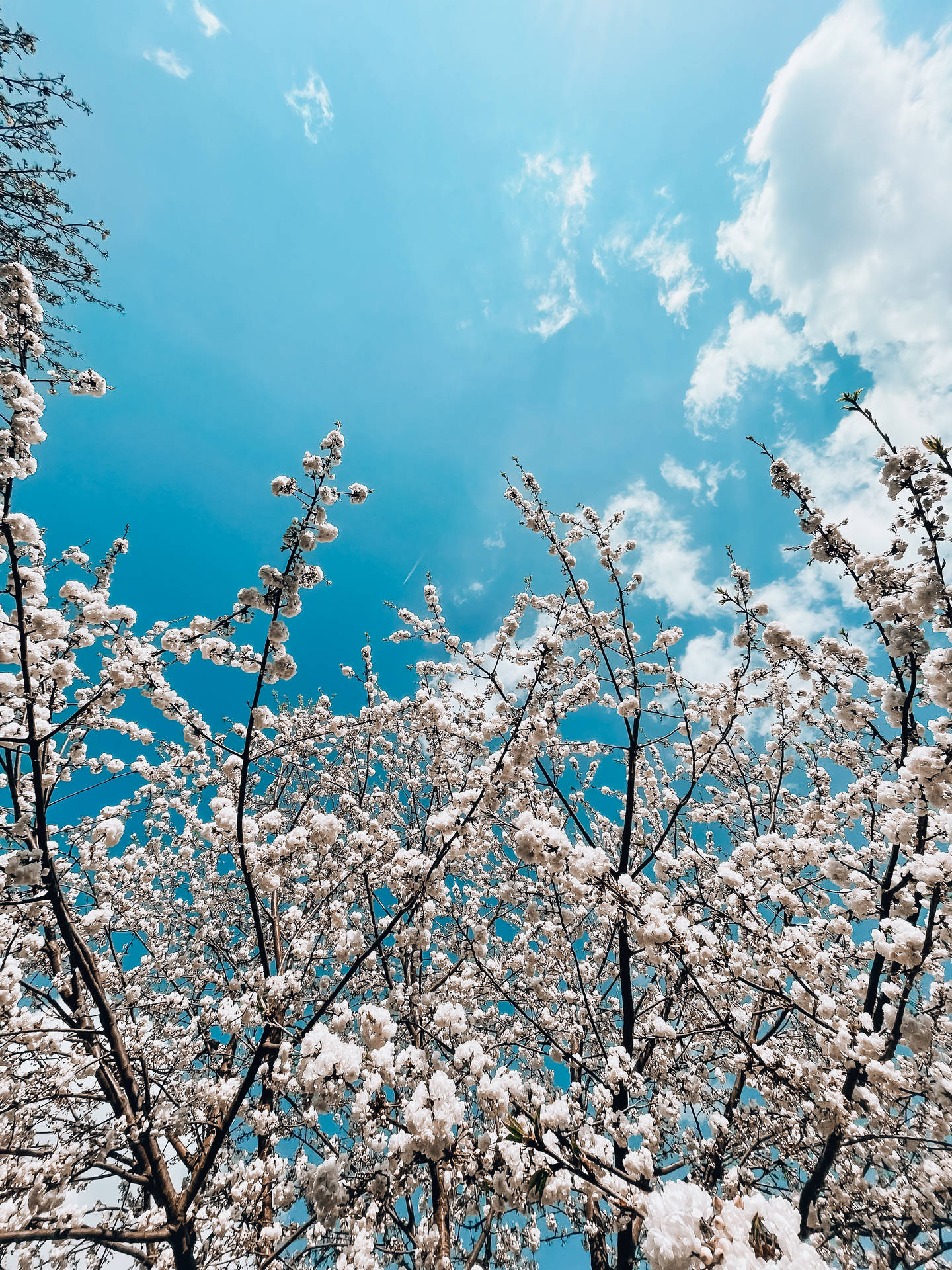 Sky Hd With Cherry Blossoms Wallpaper