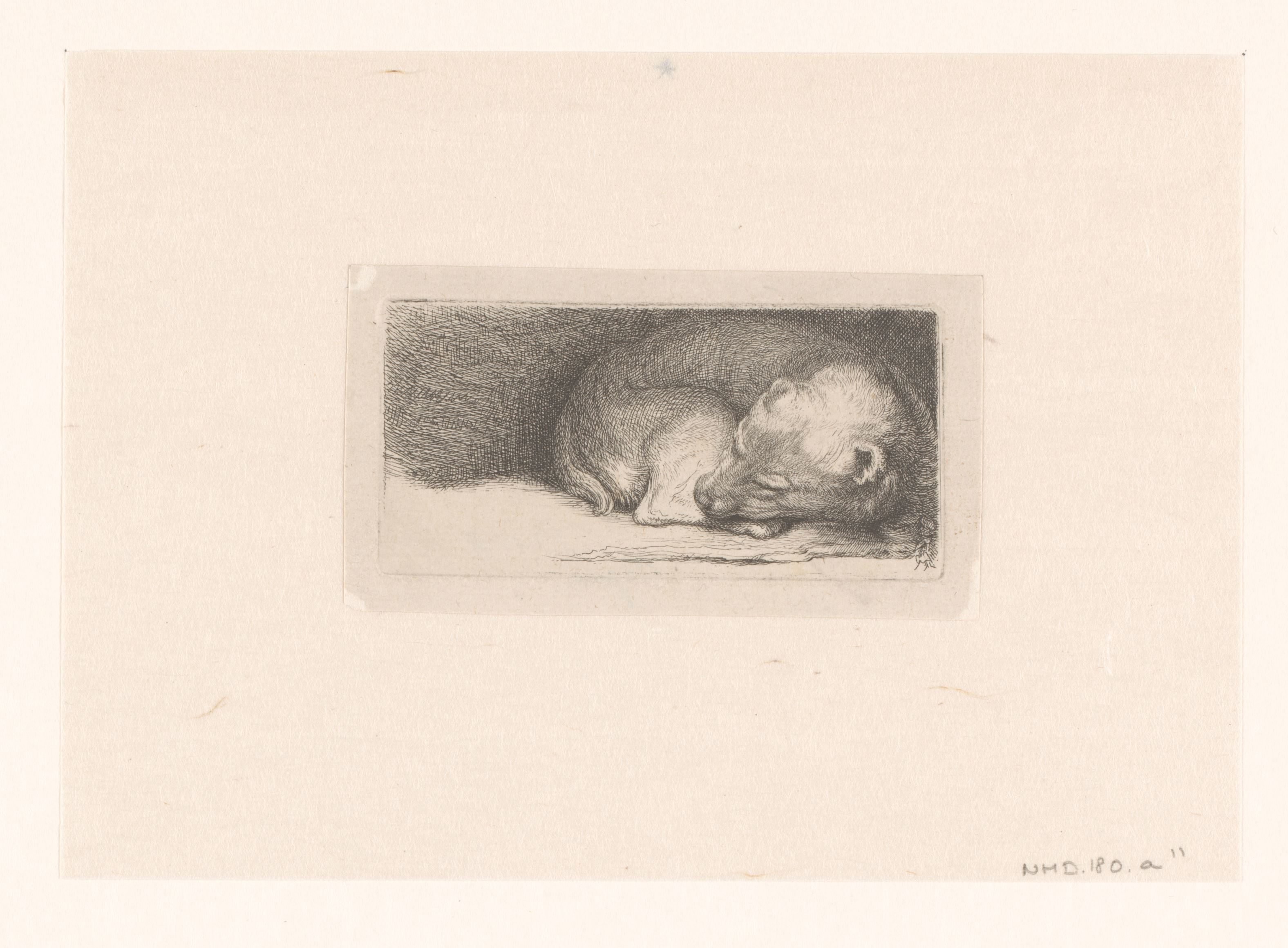 Sleaping puppy Wallpaper