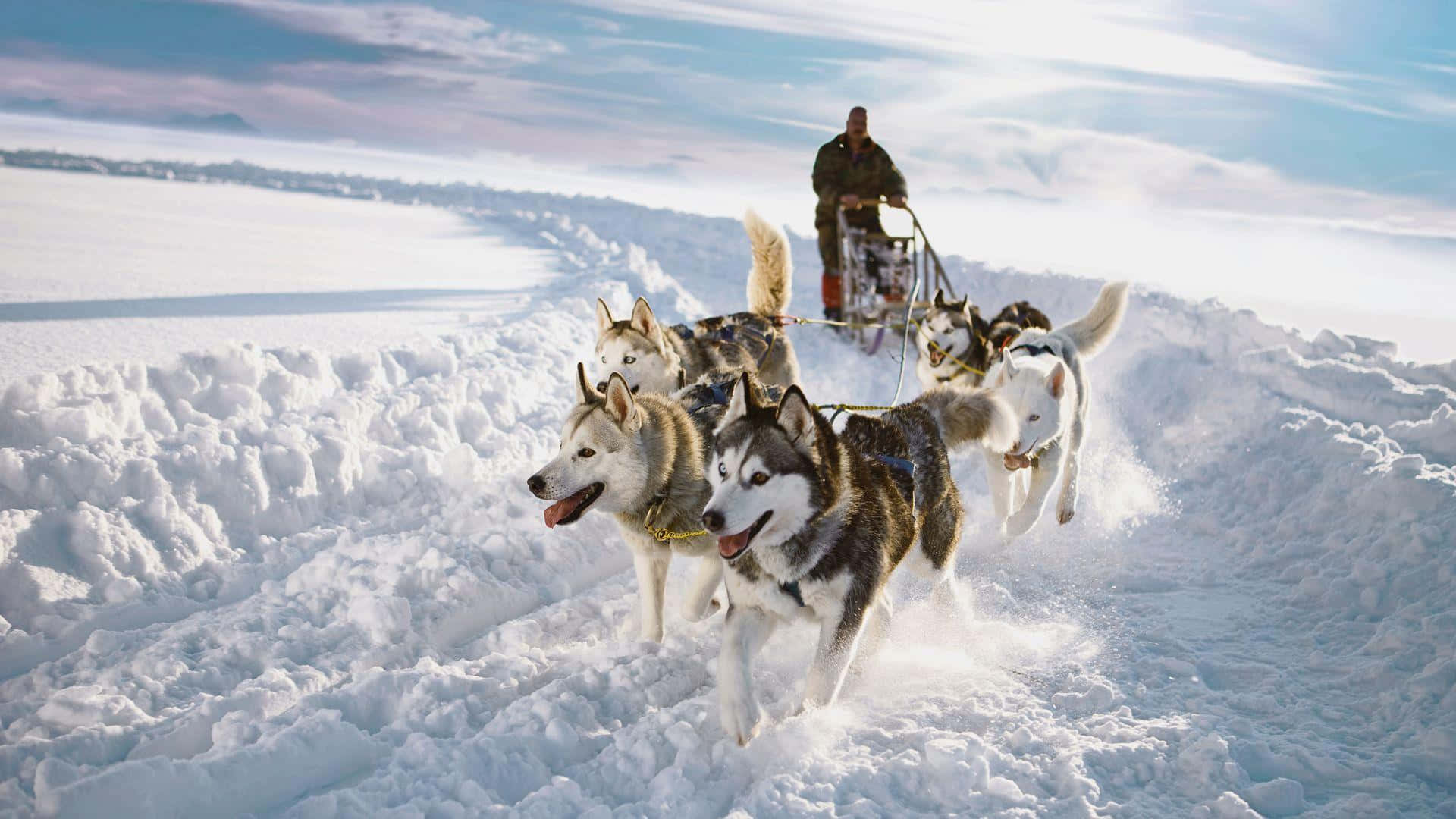 Sled Dogs Powering Through The Snow Wallpaper