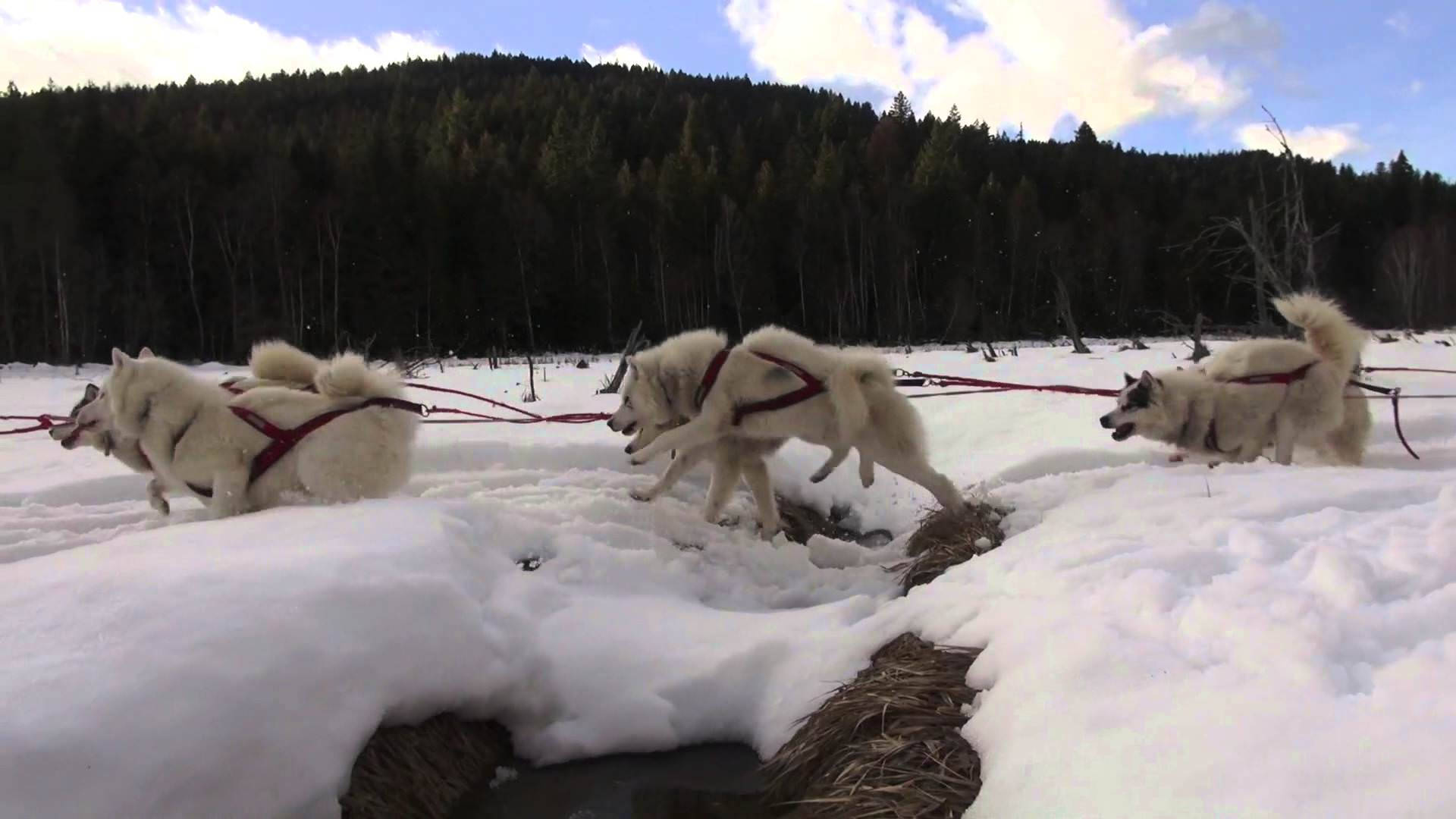 Cenáriode Inverno Com Cães De Trenó Papel de Parede