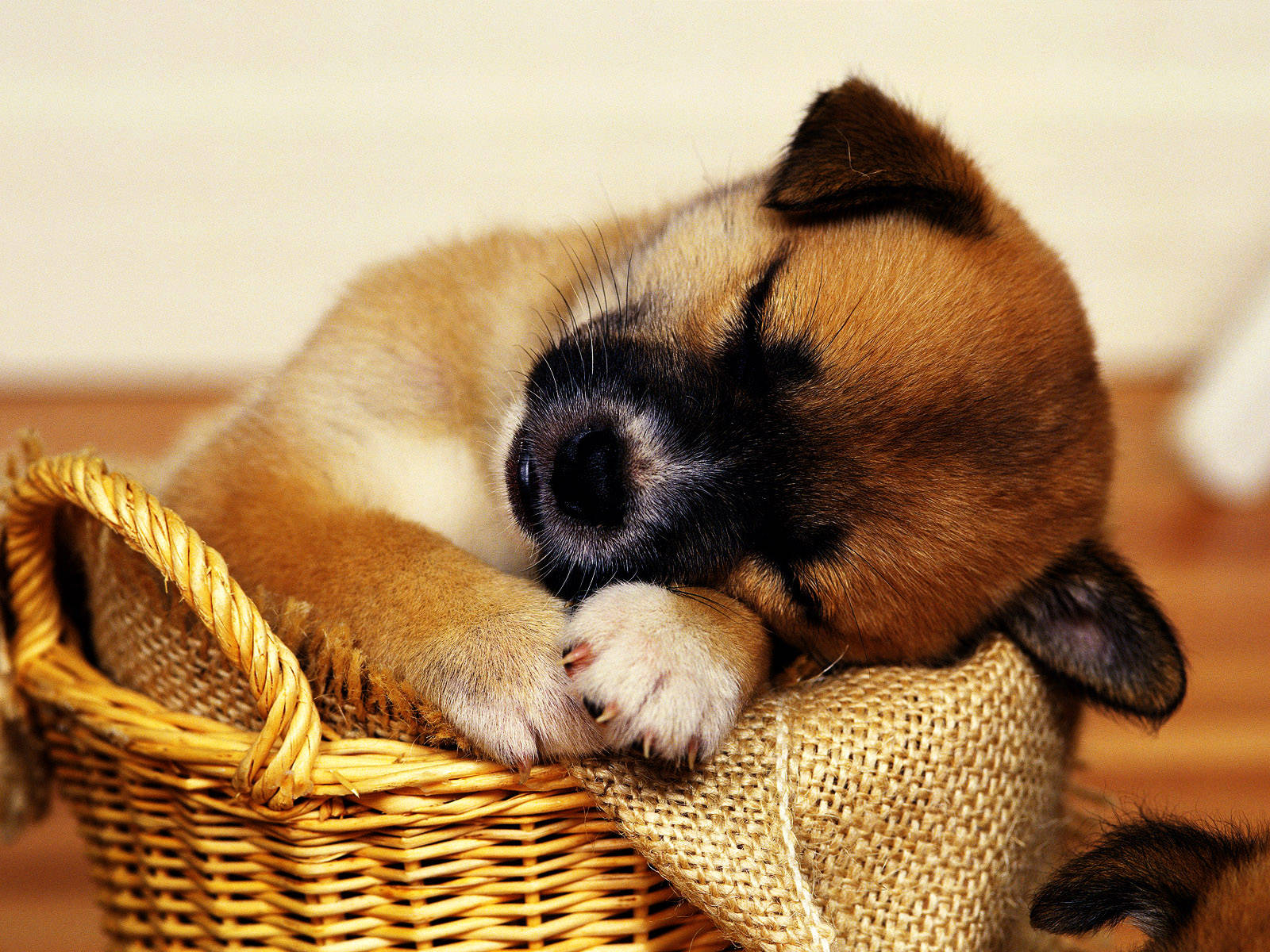 Sleeping Baby Brown Dog Inside A Basket Background