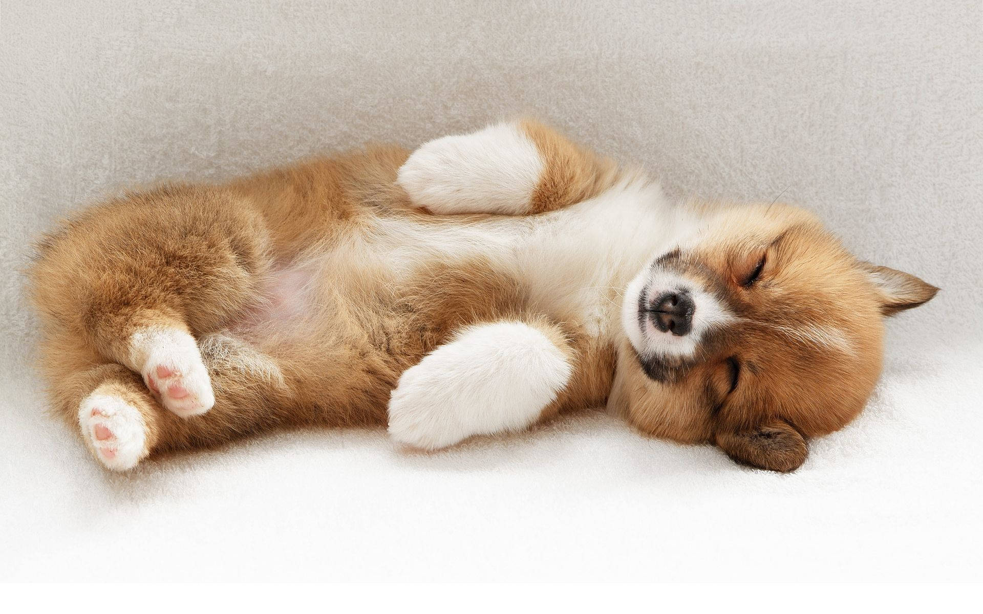 Sleeping Baby Corgi Dog Background